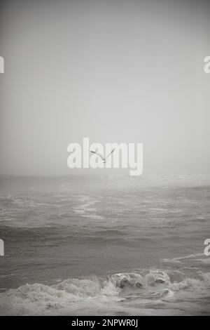 Seagull volant sur Foggy Winter Beach Banque D'Images