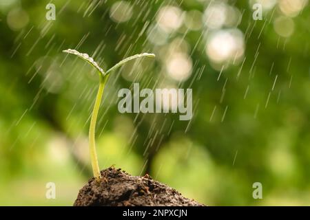 Arrosage de l'germe de croissance. Jeune plante terre environnement jour terre jardin arrière-plan croissance vert jardin pluie baisse vert semis sol. Pulvérisation Banque D'Images