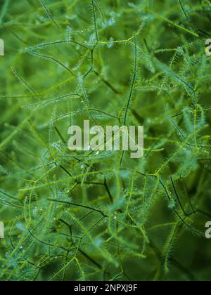 Espace de copie de fond naturel vert abstrait avec feuilles de fenouil et gouttes d'eau Banque D'Images