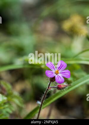 Fleur sauvage pourpre Herb-Robert géranium dans l'herbe brouillé arrière-plan bokeh Banque D'Images