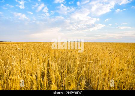 Bleu avec jaune comme drapeau du champ de l'Ukraine. Caractère ukrainien. Champ de blé jaune mûr. Épillets de blé sur le terrain. Banque D'Images