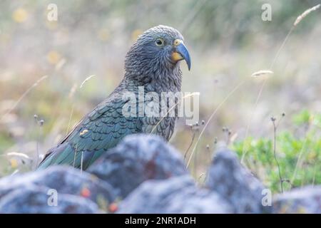 Kea (Nestor notabilis) une espèce en voie de disparition de perroquet endémique en Nouvelle-Zélande, l'une des espèces sauvages emblématiques de l'île du Sud et des alpes du Sud. Banque D'Images