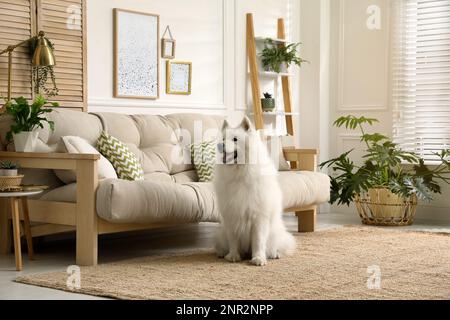 Adorable chien Samoyed dans le salon moderne Banque D'Images