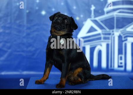 Adorable petit Brabancon noir sur fond bleu flou Banque D'Images