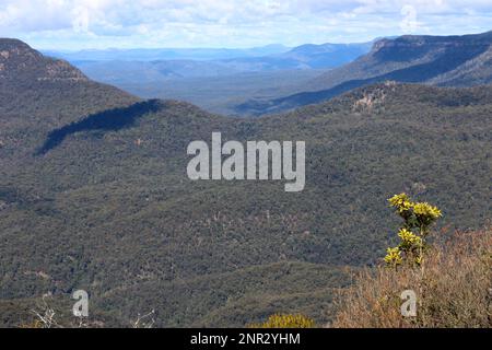 Paysage de la vaste nature sauvage du parc national des Blue Mountains, Nouvelle-Galles du Sud, Australie. Banque D'Images