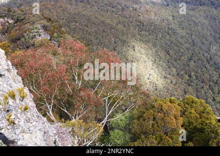 Paysage de la vaste nature sauvage du parc national des Blue Mountains, Nouvelle-Galles du Sud, Australie avec eucalyptus rouge en premier plan. Banque D'Images