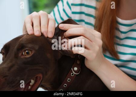 Femme examinant l'oreille de son chien pour des tiques, gros plan Banque D'Images