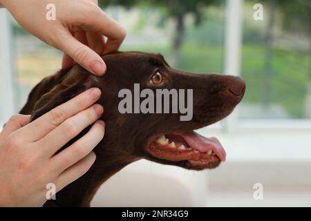 Femme examinant la peau de son chien pour des tiques à la maison, gros plan Banque D'Images