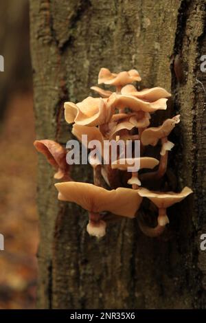 Gros plan sur un groupe d'Armillaria mellea croissant sur un tronc d'arbre dans les bois. Banque D'Images