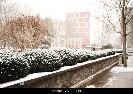 neige sur les buissons et les arbres dans la ville et parc pendant les vacances d'hiver en plein air Banque D'Images