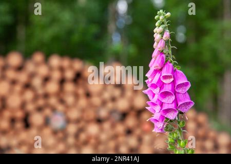 Plantes forestières à fleurs Foxglove (Digitalis) Banque D'Images