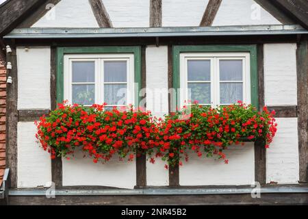 Façade de maison à colombages avec fenêtres blanches et vertes, fleurs rouges de Pelargonium - Geranium à la fin de l'été, Warnemunde, Rostock, Allemagne. Banque D'Images