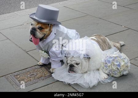 Londres/UK - 9 juin : mariée endormi à son propre mariage à Londres le 09 juin, 2018 Banque D'Images