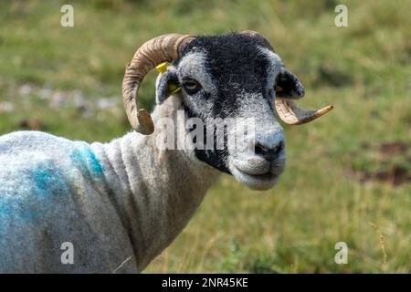 Portrait d'une chèvre près du village de Conistone dans le Yorkshire Dales National Park Banque D'Images