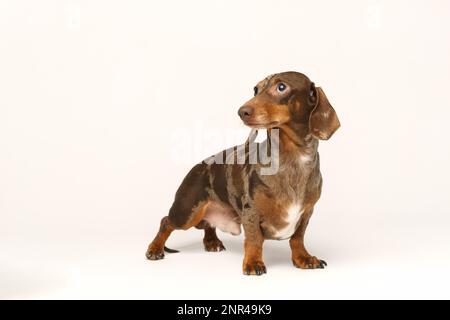 Dachshund de lapin miniature, manteau marbré. Isolé sur un fond blanc en studio Banque D'Images