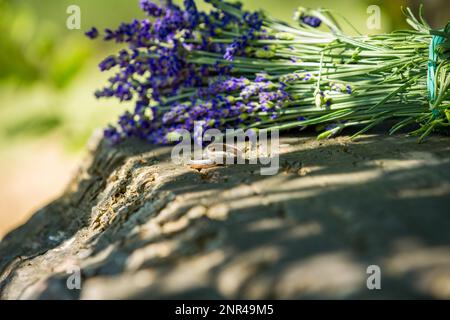 Un bouquet de lavande couché sur une pierre avec des anneaux de mariage à côté. Champ de lavande en Pologne Banque D'Images