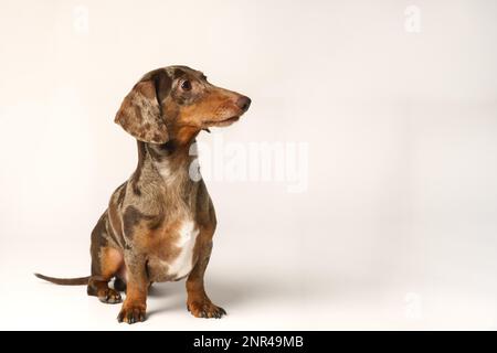 Dachshund de lapin miniature, manteau marbré. Isolé sur un fond blanc en studio Banque D'Images