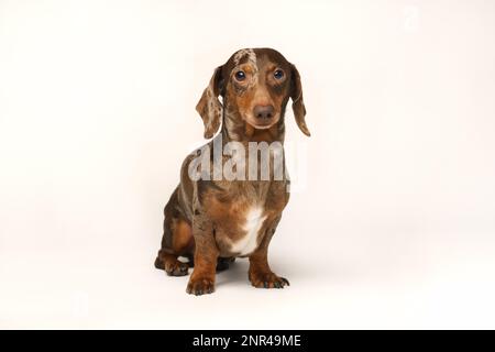 Dachshund de lapin miniature, manteau marbré. Isolé sur un fond blanc en studio Banque D'Images