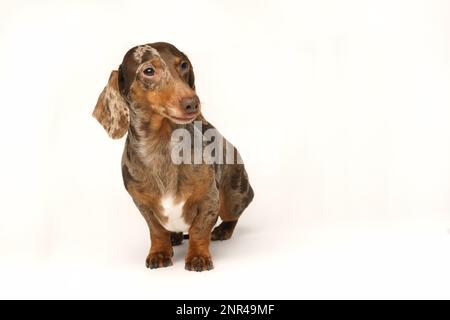 Dachshund de lapin miniature, manteau marbré. Isolé sur un fond blanc en studio Banque D'Images