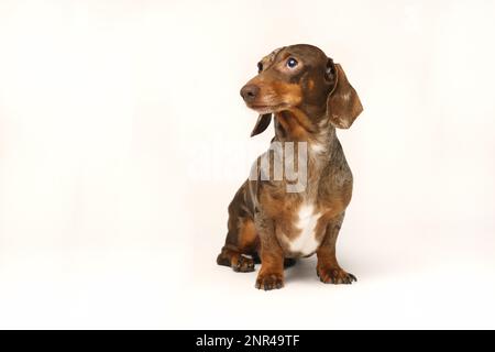 Dachshund de lapin miniature, manteau marbré. Isolé sur un fond blanc en studio Banque D'Images