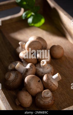 Champignons frais (Agaricus bisporus), dans un plateau en bois décoré de basilic Banque D'Images