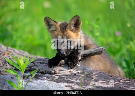 Renard roux d'amérique de l'est (Vulpes vulpes fulvus), juvénile, Comté de Pine, Minnesota, Amérique du Nord, ÉTATS-UNIS Banque D'Images