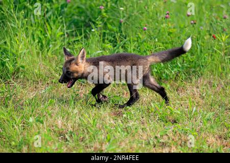 Renard roux d'amérique de l'est (Vulpes vulpes fulvus), juvénile, Comté de Pine, Minnesota, Amérique du Nord, ÉTATS-UNIS Banque D'Images