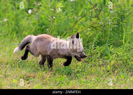 Renard roux d'amérique de l'est (Vulpes vulpes fulvus), juvénile, Comté de Pine, Minnesota, Amérique du Nord, ÉTATS-UNIS Banque D'Images