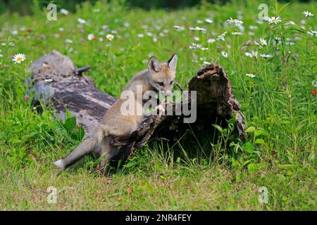 Renard roux d'amérique de l'est (Vulpes vulpes fulvus), juvénile, Comté de Pine, Minnesota, Amérique du Nord, ÉTATS-UNIS Banque D'Images