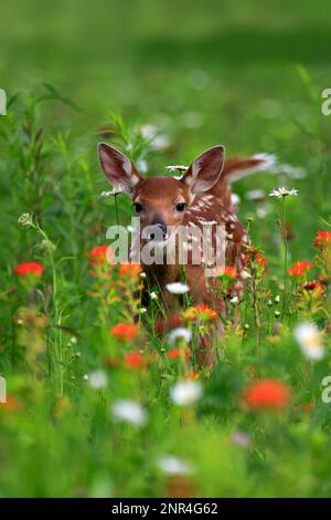 Cerf de Virginie, jeune, dix jours, Pine County, Minnesota, Etats-Unis, Amérique du Nord (Odocoileus virginianus) Banque D'Images