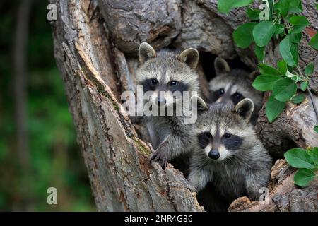 Raton laveur nord-américain (Procyon lotor), raton laveur commun, petits, Comté de Pine, Minnesota, États-Unis, Amérique du Nord Banque D'Images