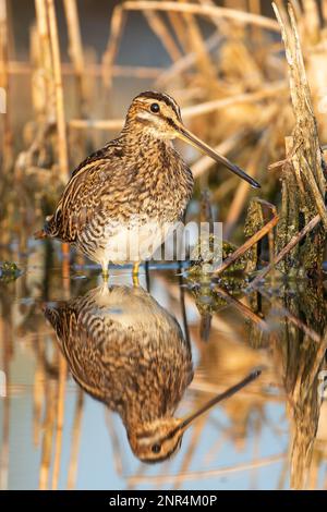 Bécassine commune (Gallinago gallinago) bécassine, oiseau à gué, cherchant une couverture dans les roseaux, la recherche de nourriture, l'habitat, la réflexion dans l'eau, lac Neusiedl Nati Banque D'Images