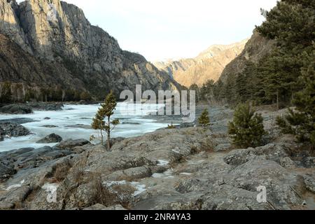 Les jeunes pins poussent sur les rives rocheuses d'une belle rivière de montagne par une belle journée d'hiver. Rivière Katun, Altaï, Sibérie, Russie. Banque D'Images