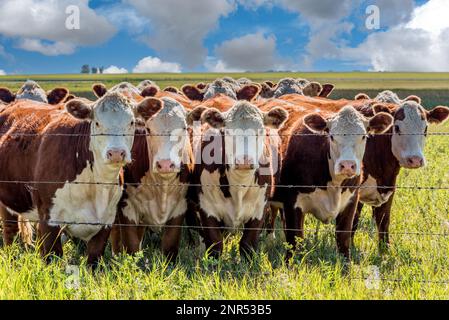 Gros plan d'un troupeau de bovins Hereford qui broutage dans un pâturage de la Saskatchewan Banque D'Images