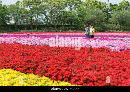 Nabana No Sato – l'un des plus grands parcs de fleurs japonais et populaire, y compris les célèbres jardins intérieurs Begonia et les fleurs colorées. Banque D'Images