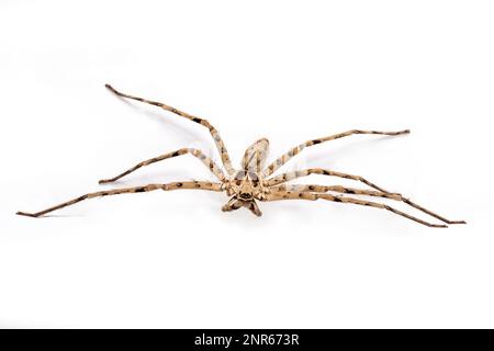 L'araignée Huntsman - Heteropoda venatoria sur fond blanc Banque D'Images