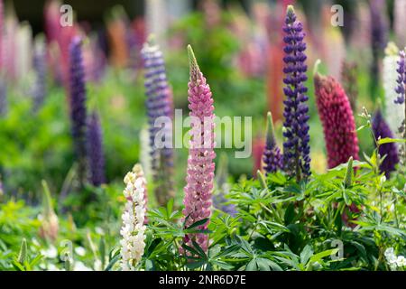 Nabana No Sato – l'un des plus grands parcs de fleurs japonais et populaire, y compris les célèbres jardins intérieurs Begonia et les lupins colorés. Banque D'Images