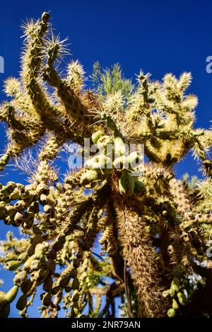 Épines de la Cane Cholla dans le sud-ouest du désert Banque D'Images