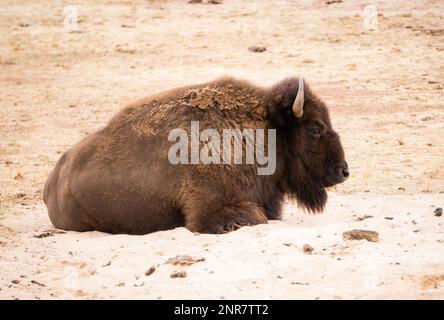 American Bison capturé dans Safari au zoo de Werribee Banque D'Images