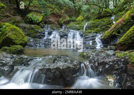 Cascades de Cataract Falls. Parc national de Mount Tamalpais, comté de Marin, Californie, États-Unis. Banque D'Images