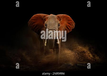 Magnifique éléphant d'Afrique avec de la poussière et du sable sur fond noir. Un gros animal court vers l'appareil photo. Scène de la faune. Loxodonta africana Banque D'Images