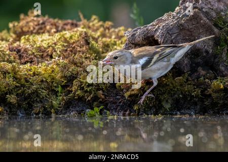 Un portrait en gros plan d'un chaffinch femelle, Fringilla coelebs. Elle se nourrit par le bord de l'eau d'une piscine qu'elle a de la nourriture dans son bec Banque D'Images