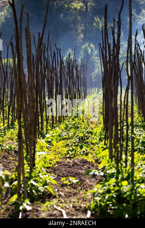 Culture de légumes à long haricot sur des poteaux dans le champ de riz paddy pour accroître la production agricole Banque D'Images