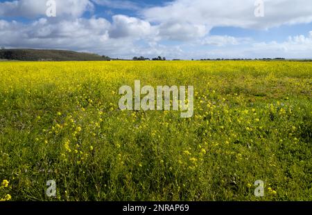 Un champ de fleur de moutarde sauvage qui fleurit sous le ciel bleu. Banque D'Images