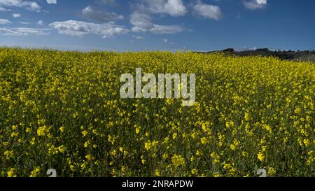 Un champ de fleur de moutarde sauvage qui fleurit sous le ciel bleu. Banque D'Images