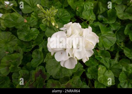 Géranium zonal blanc, Pelargonium hortorum avec fleurs rouges et feuilles vertes dans le jardin, Pelargonium Banque D'Images