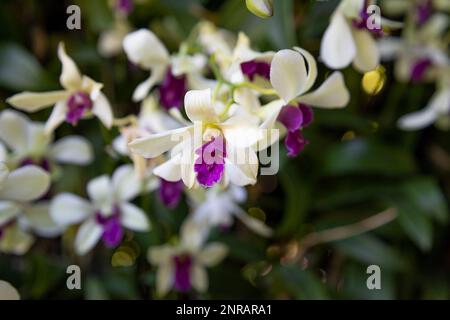 Fleur pourpre et blanche, la Dendrobium noble, une espèce d'orchidée communément connue sous le nom de la nobile dendrobium Banque D'Images