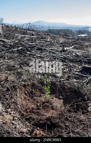 Paysage charré avec des semis de chêne récemment plantés. Repeuplement des forêts détruites par un feu de forêt Banque D'Images