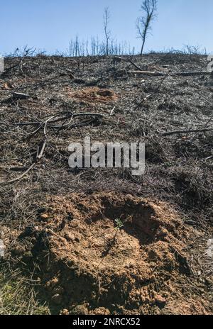 Charred landscape with newly planted oak saplings. Restocking of former forests destroyed by a wildfire Stock Photo