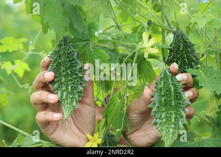 Melon amer frais ou gourde amer prêt à la récolte tenu à la main de la plante. la poire au baume est un légume aux nombreuses propriétés médicinales Banque D'Images